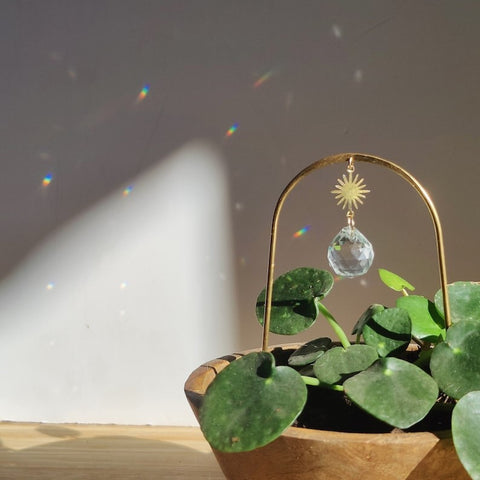 Mini Plant Suncatcher PILEA STAR