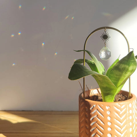 Mini Plant Suncatcher PILEA STAR